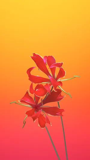 Flame Lily Ios 6 Wallpaper
