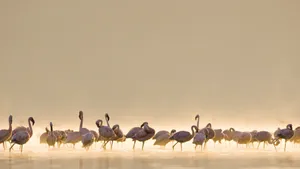 Flamingos In The Morning Fog Wallpaper