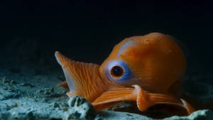 Flapjack Octopus Wallpaper