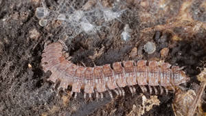 Flat-backed Millipede On Dirty Ground Wallpaper