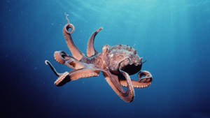 Floating Calamari 3d Wallpaper