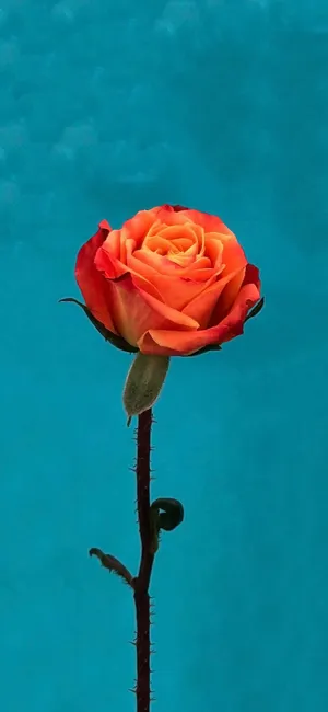 Floral Orange And Teal Wallpaper