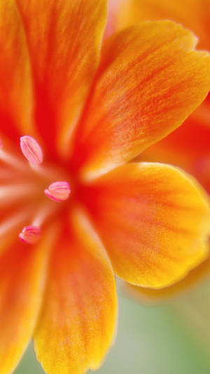 Floral Orange Phone Wallpaper