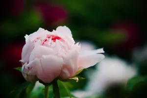 Flower 4k Pink Blooming Rose Wallpaper
