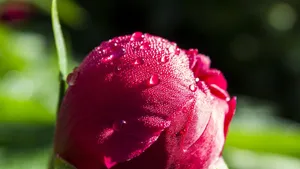 Flower 4k Red Bud Wallpaper