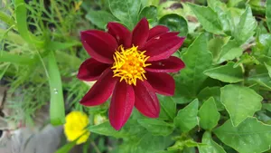 Flower 4k Red Dahlia Wallpaper