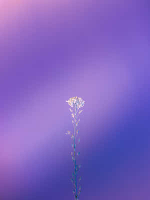 Flower And Lilac Color Wallpaper