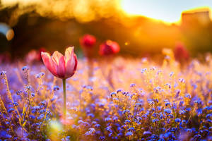 Flower Field Afternoon Sunlight Wallpaper