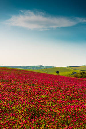 Flower Garden With Red Flower Field Wallpaper