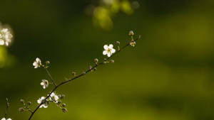 Flower Hd Petite White Flowers Wallpaper