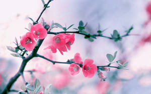 Flower Hd Pink Cherry Blossoms Wallpaper