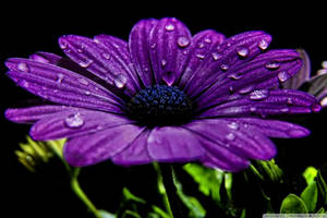 Flower Hd Violet Flower Wallpaper