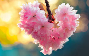 Flower Heart Cherry Blossoms Wallpaper