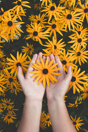 Flower In Hand Yellow Hd Iphone Wallpaper