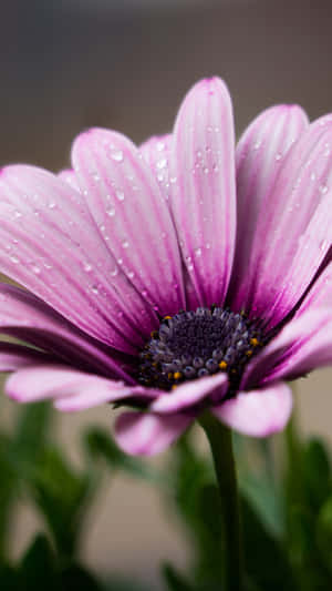 Flower Nature Light Purple Petals Wallpaper