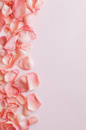 Flower Petals On Pink Background Wallpaper