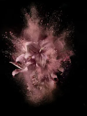 Flower Powder Explosion Rose Gold And Black Wallpaper