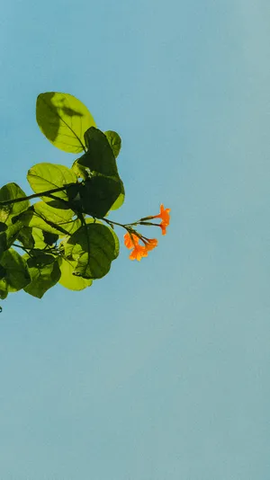 Flowering Plants With Pastel Orange Aesthetic Wallpaper