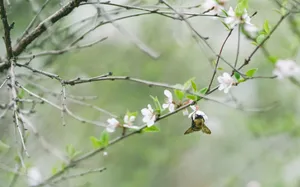 Flowers 4k And Bumblebee Wallpaper