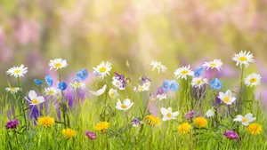 Flowers 4k Colourful Flower Field Wallpaper