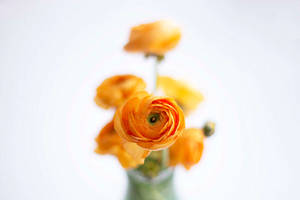 Flowers 4k Orange Blossoms Wallpaper