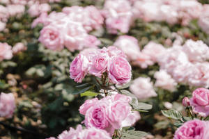 Flowers 4k Pink Rose Blossoms Wallpaper