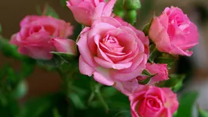 Flowers 4k Pink Roses Wallpaper