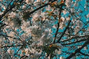 Flowers 4k White Cherry Blossoms Wallpaper