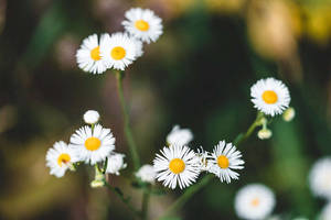 Flowers 4k White Daisies Wallpaper