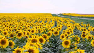 Flowers Aesthetic Vast Field Wallpaper