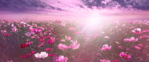 Flowers Nature Bright Sun Sky Wallpaper