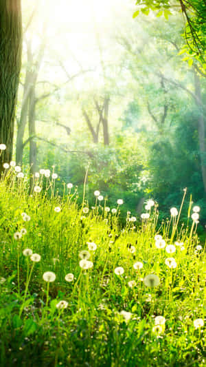 Flowers Nature Dandelions Field Wallpaper