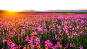 Flowers Nature Pink Flowers Field Wallpaper