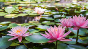 Flowers Nature Pink Lotus Wallpaper