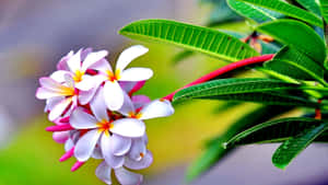 Flowers Nature White With Yellow Color Wallpaper