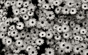 Flowers With Black And White Petals And Pistils Wallpaper