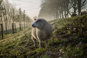 Fluffy Beige Sheep Wallpaper