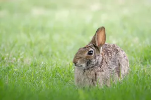 Fluffy Brown Rabbit Hiding Wallpaper
