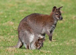 Fluffy Dark Kangaroo Wallpaper