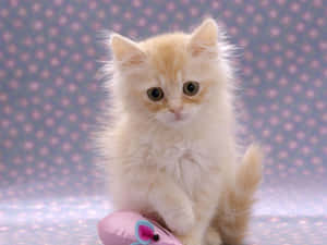 Fluffy Kitten With Toy Mouse Wallpaper