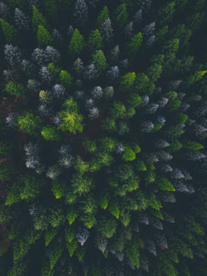 Flying Above A Darkly Enchanting Spruce Forest Wallpaper