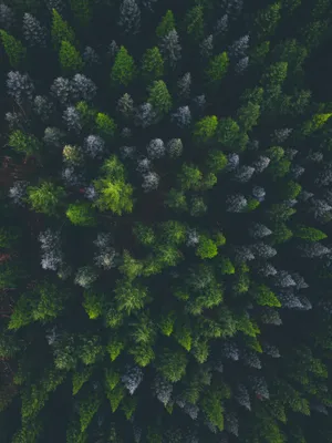 Flying Above A Darkly Enchanting Spruce Forest Wallpaper