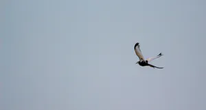 Flying Beautiful Birds Wallpaper