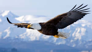 Flying Bird American Bald Eagle Wallpaper