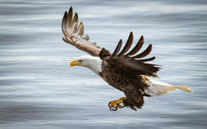 Flying Bird Bald Eagle Wallpaper