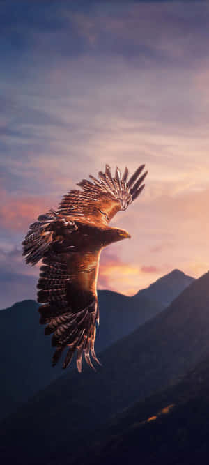 Flying Bird Birds Of Prey Hawk Wallpaper