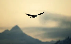 Flying Bird Black Silhouette Wallpaper