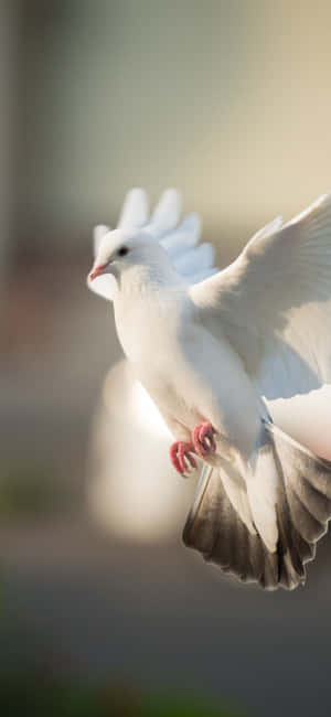 Flying Bird White Dove Wallpaper