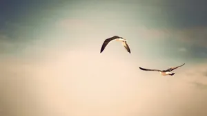 Flying Birds In Gloomy Sky Wallpaper