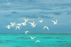 Flying Birds In The Ocean Wallpaper